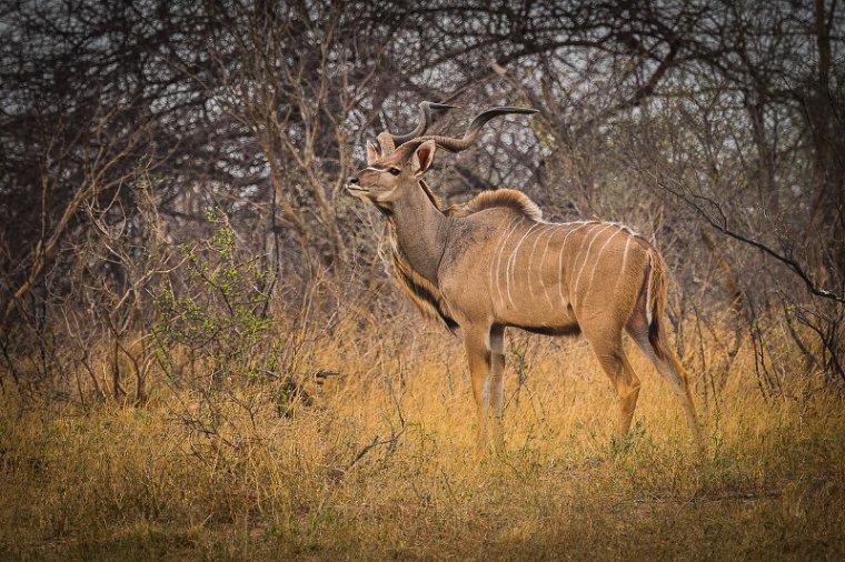 082 Zimbabwe, Hwange NP, grote koedoe.jpg